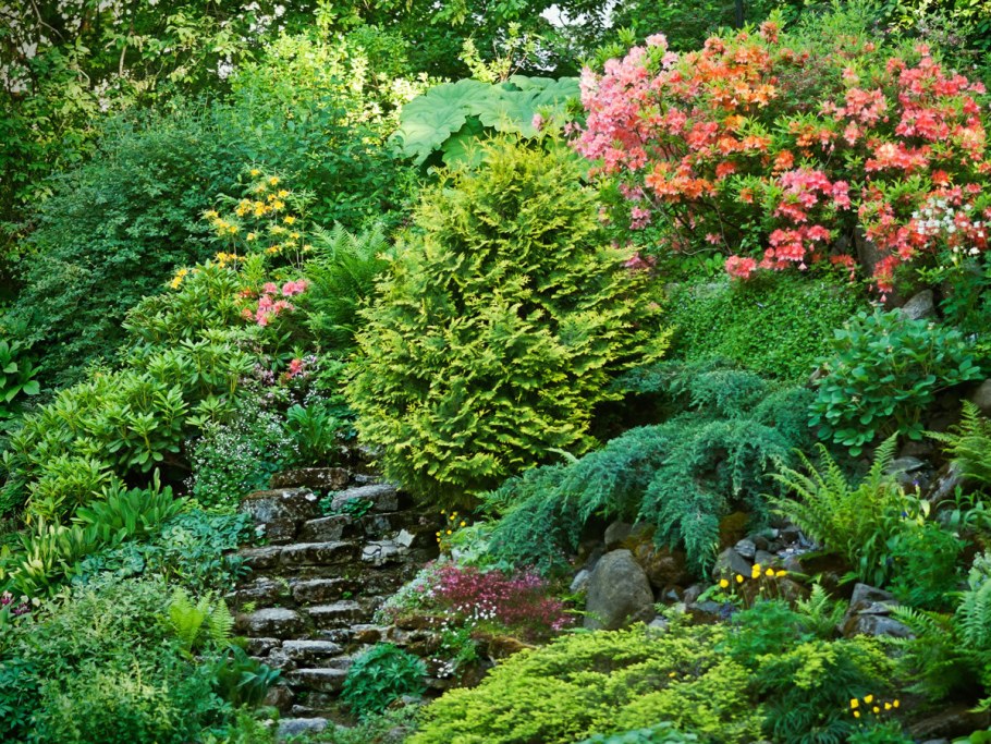 Хвойники на крутом склоне