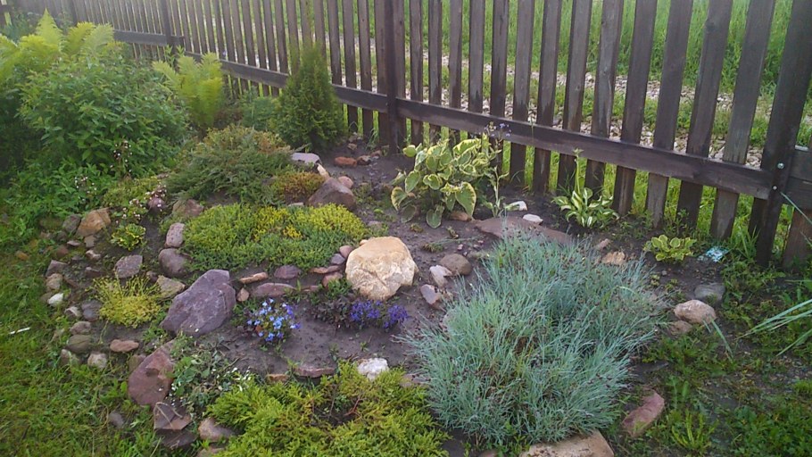 Камнеломки очитки молодило