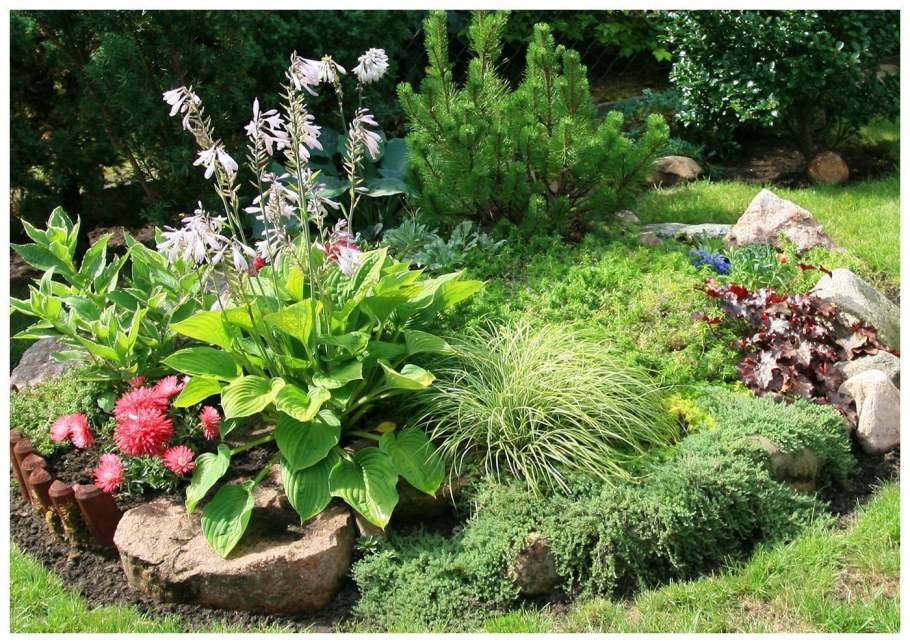 Хоста папоротник астильба