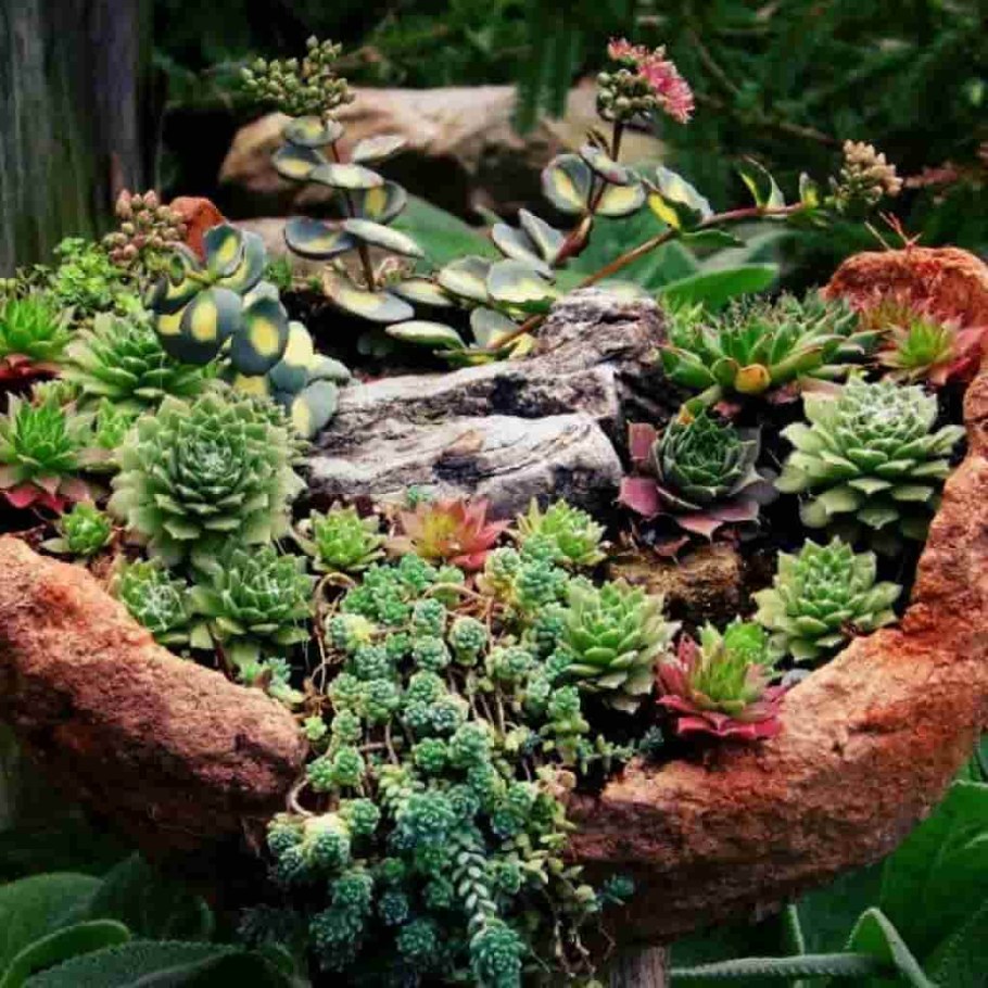 Альпинарии рокарии Альпийские горки