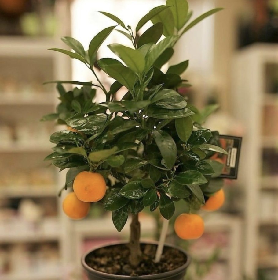 Марливовое мандариновое дерево