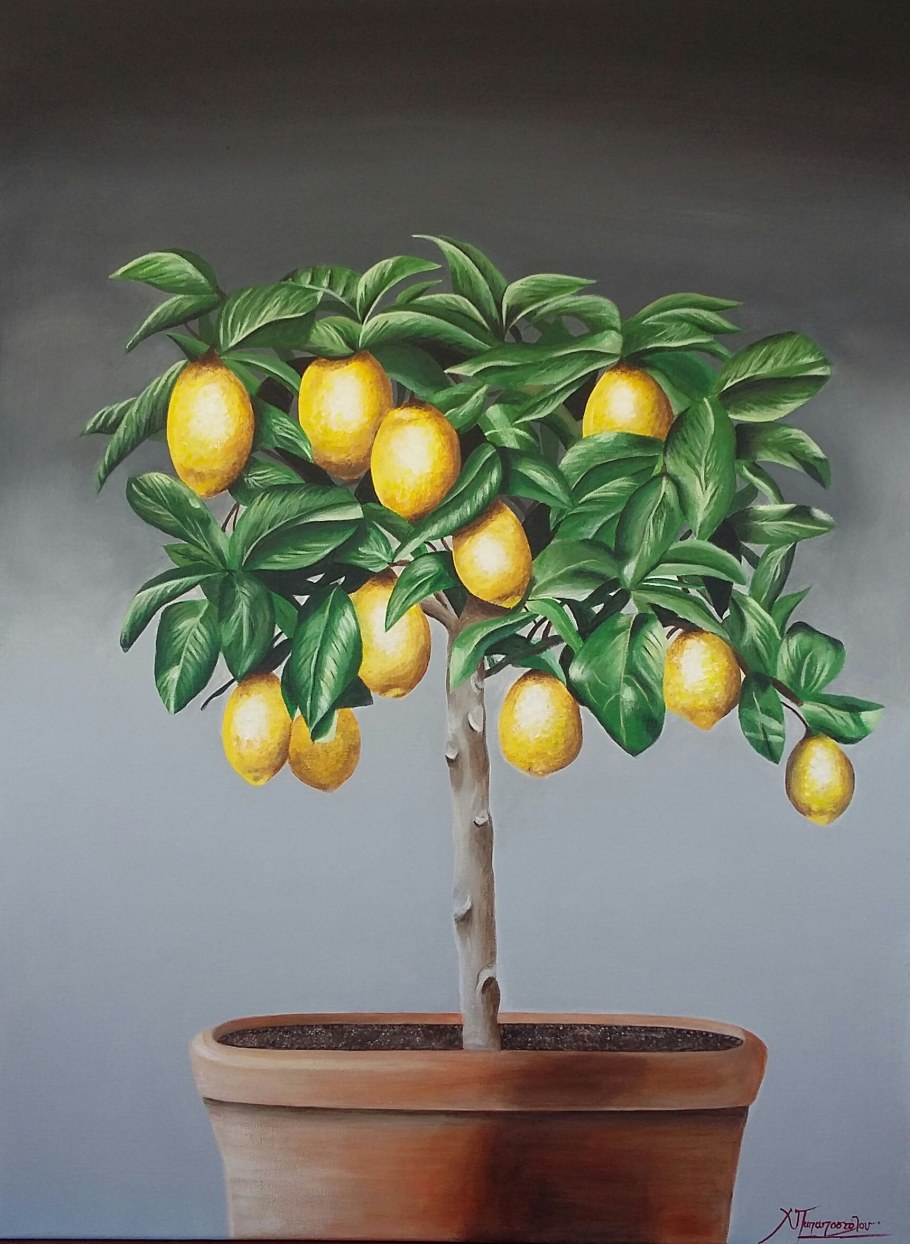 Лимонное дерево Клод