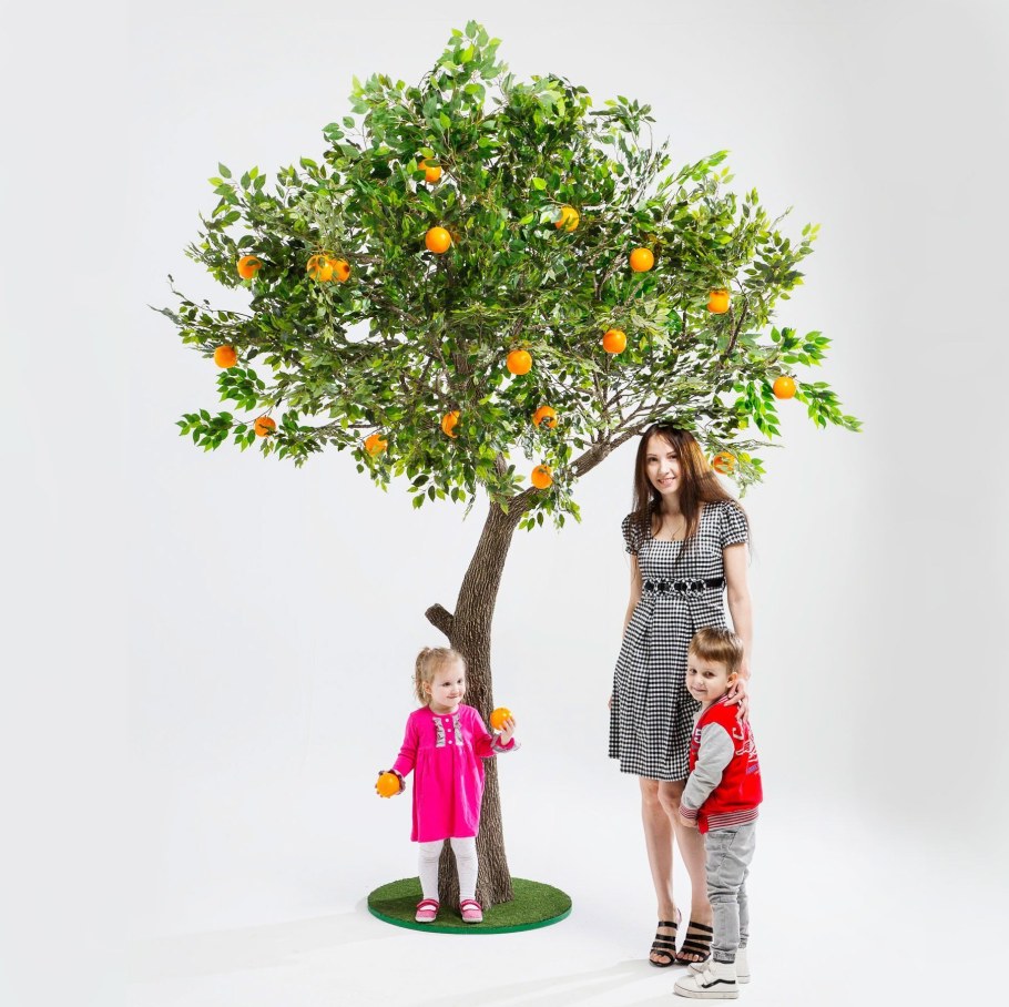 Бегак апельсиновое дерево