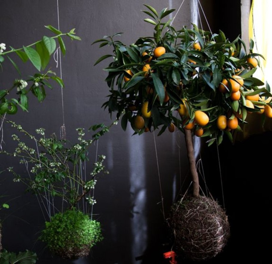 Федор Ван дер Валк