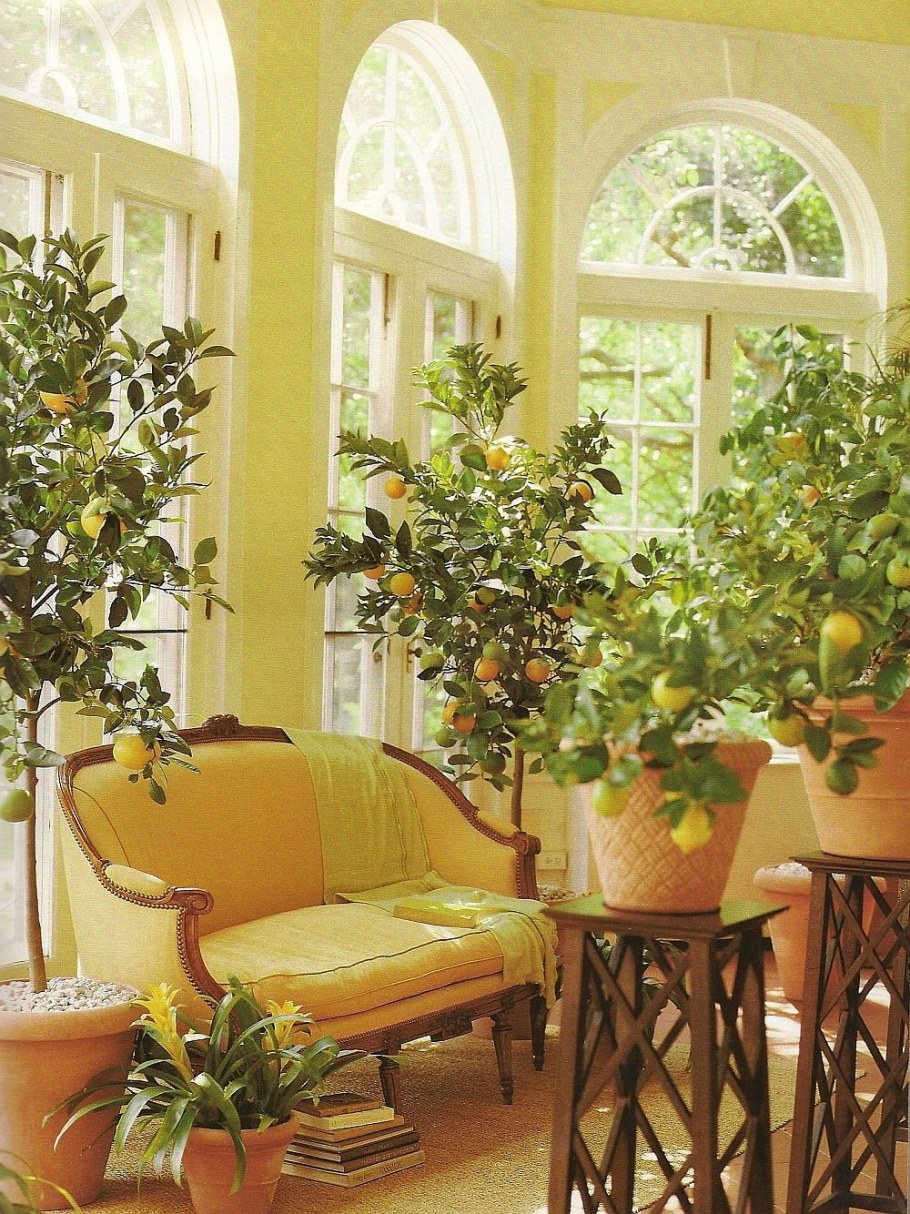 Лимонное дерево в интерьере