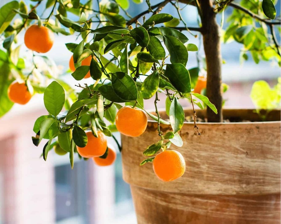 Апельсины богатство