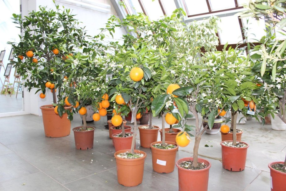 Лимонарий деревья