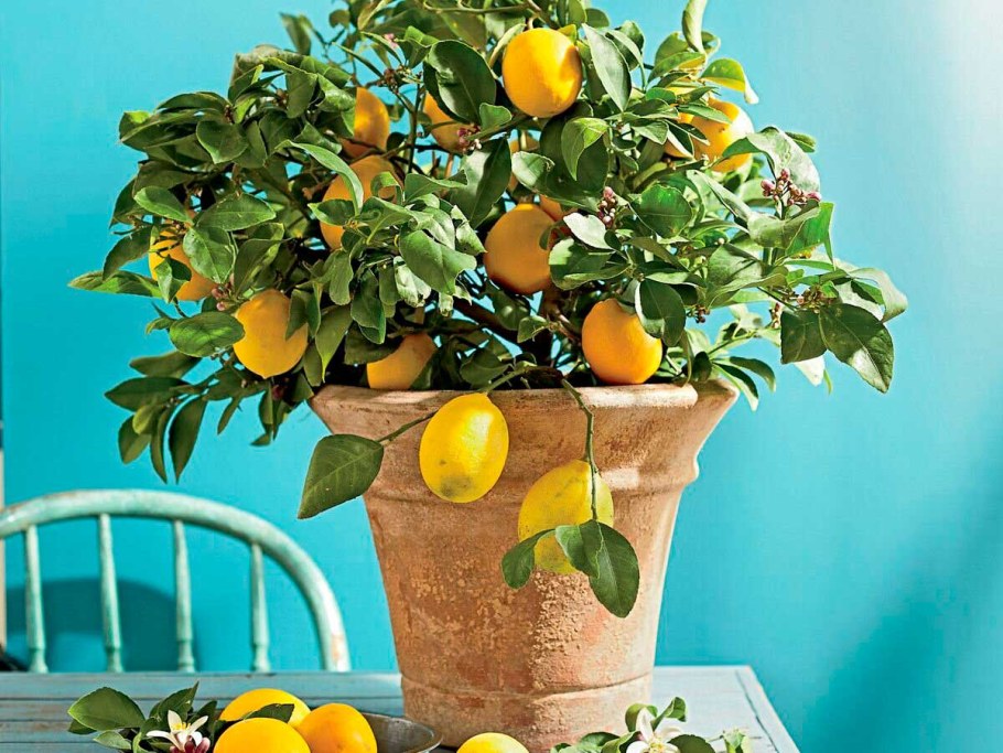 Лимон дерево