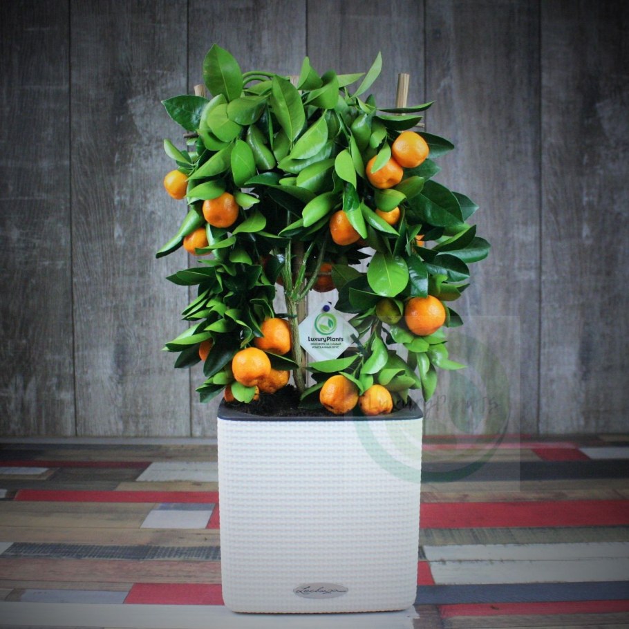 Бонсай цитрус каламондин