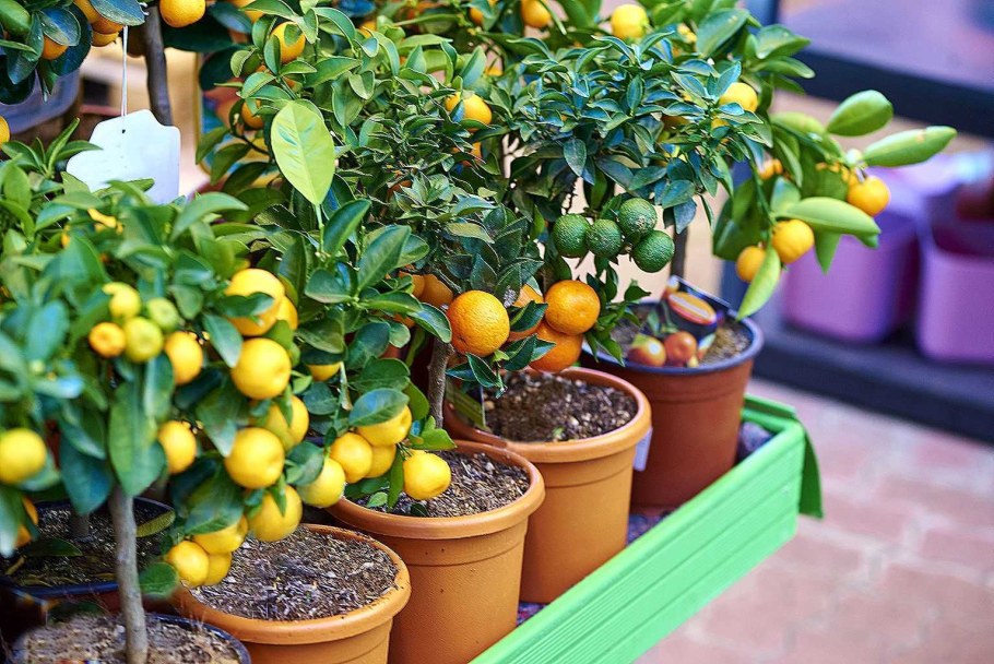 Мини дерево мандарина