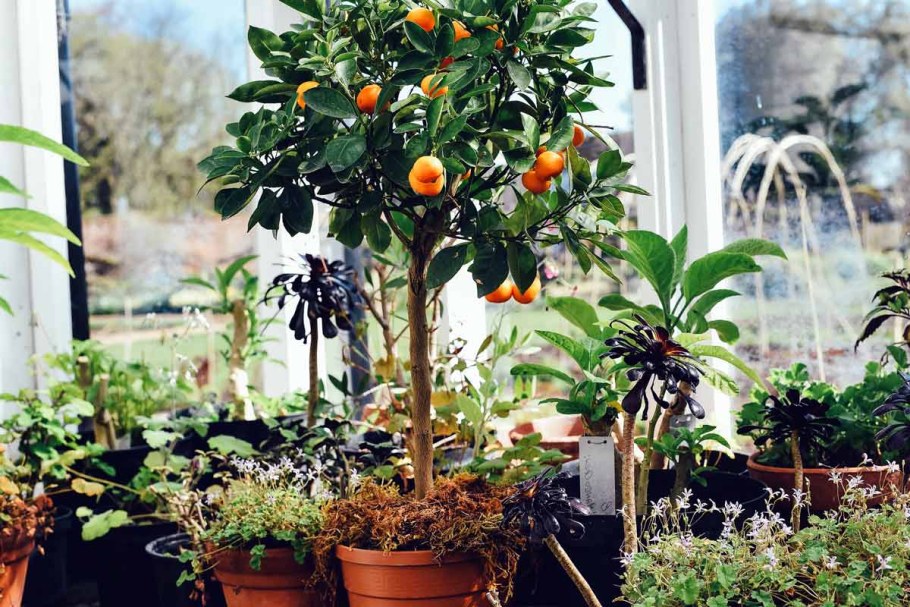 Мандарины в оранжерее