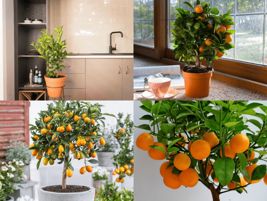 Цитрусовое дерево в квартире