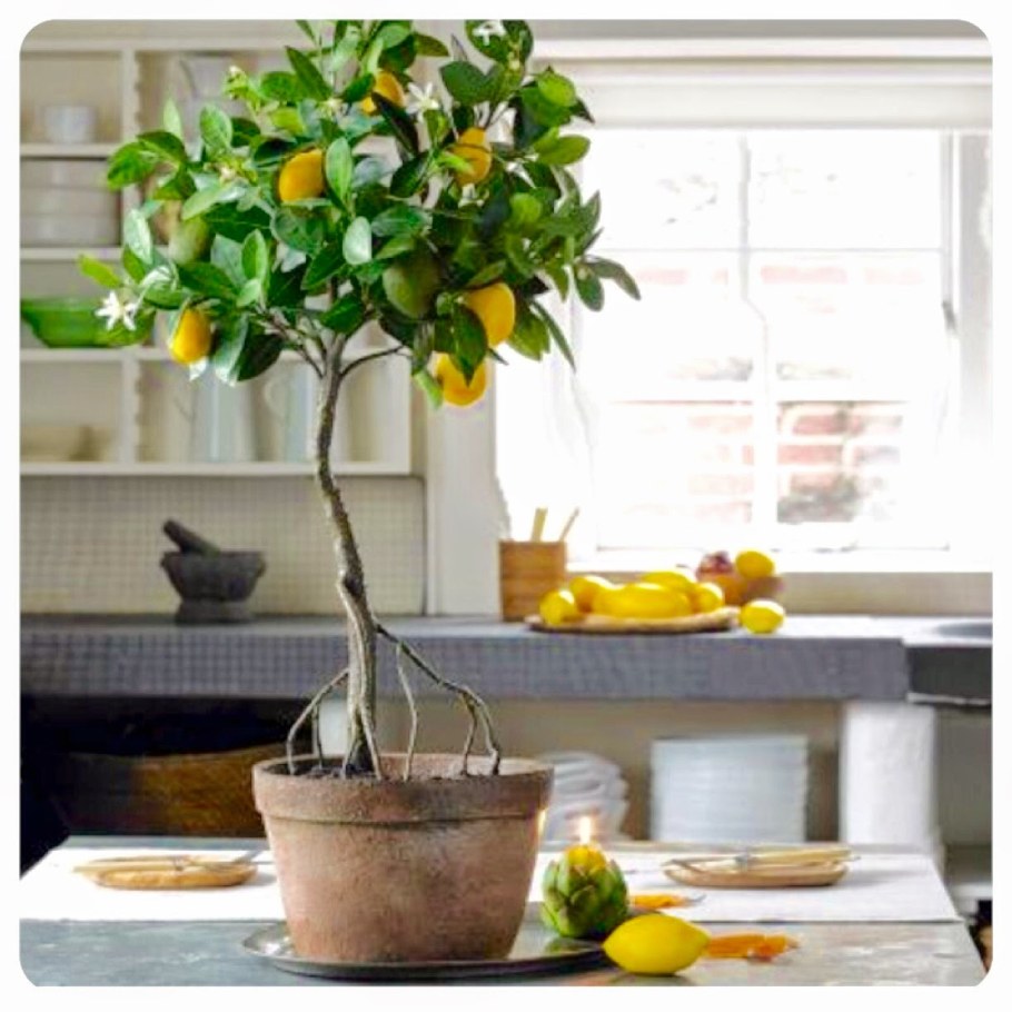 Лимон дерево в интерьере