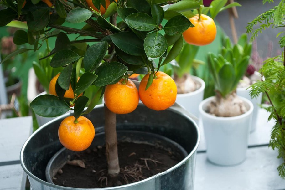 Мандариновое дерево