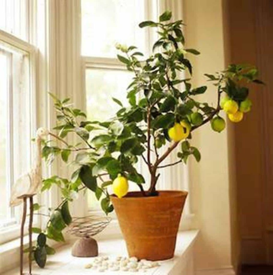 Лимонное дерево в интерьере