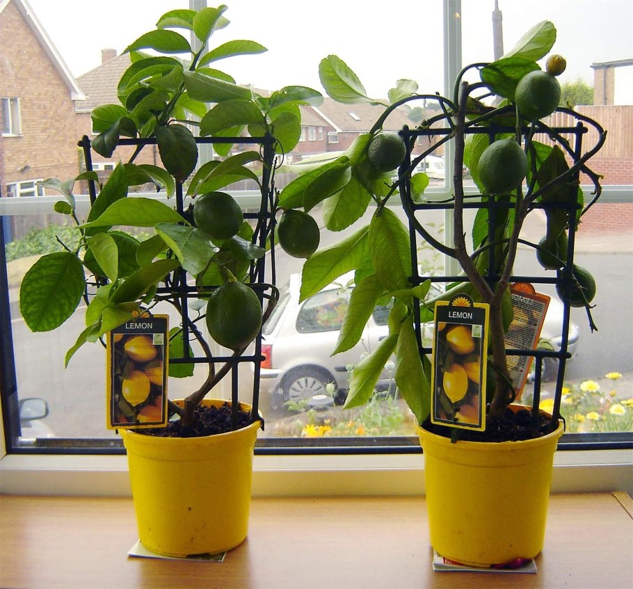 Лимон в горшке на подоконнике