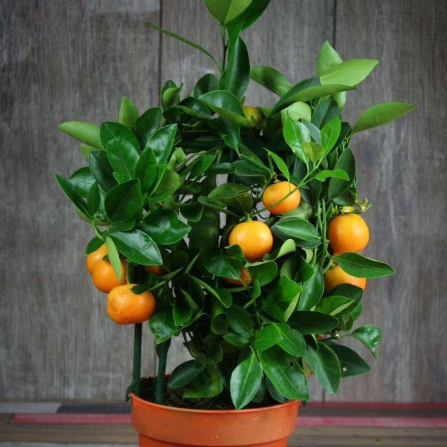 Мандарин каламондин