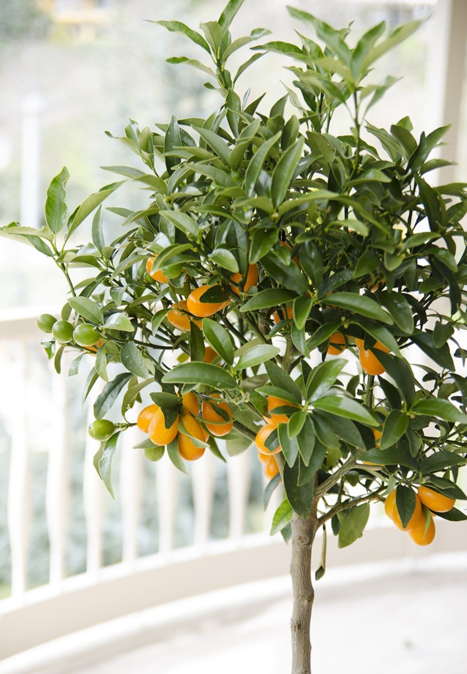 Лимон иволистный