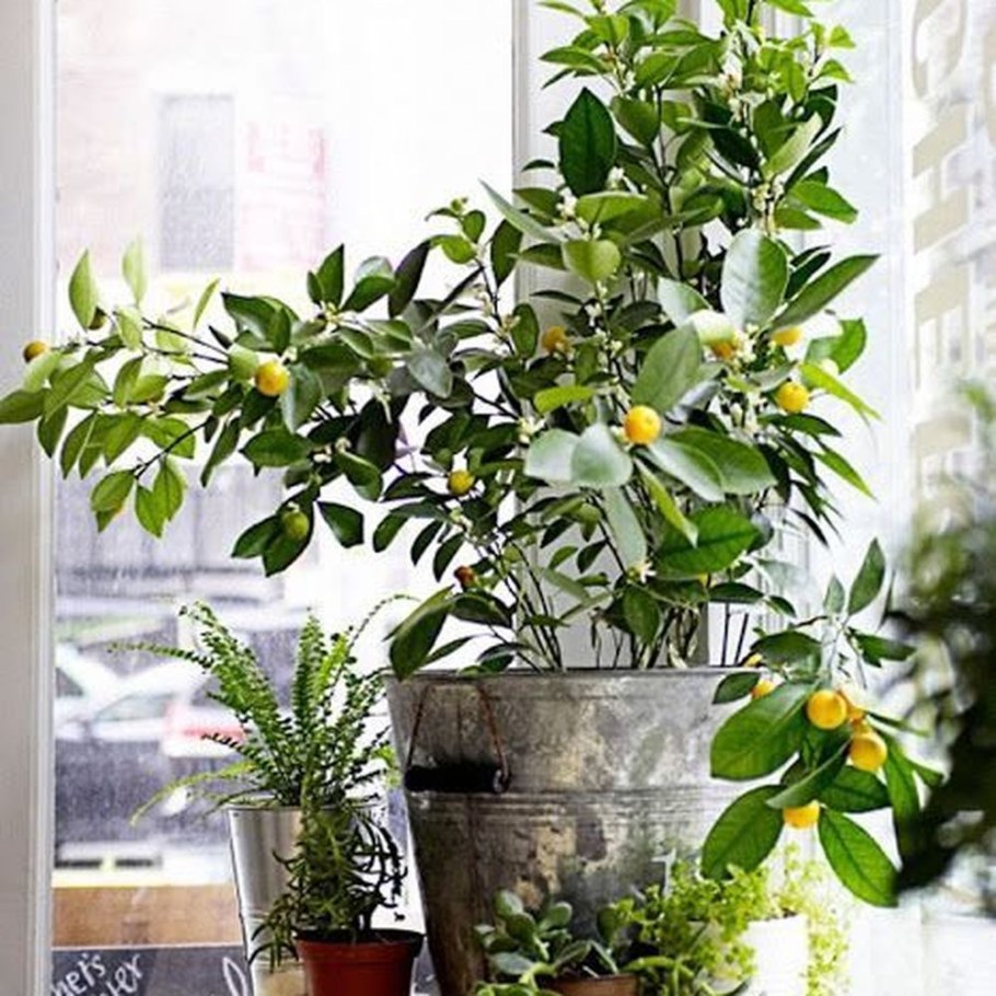 Лимонное дерево на подоконнике