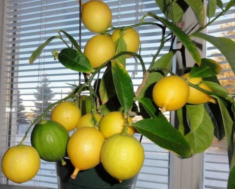 Лимон Новогрузинский