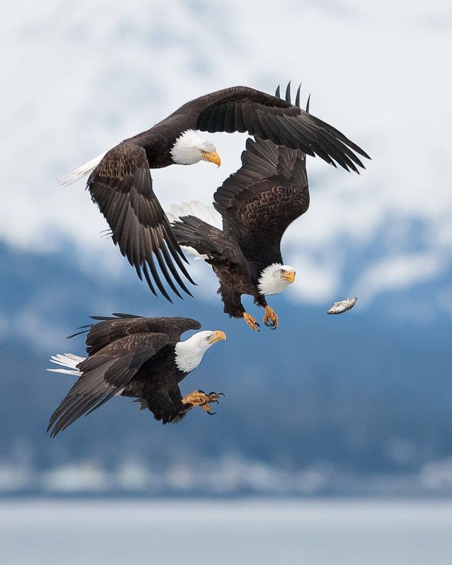 Белоголовый Орлан в полете