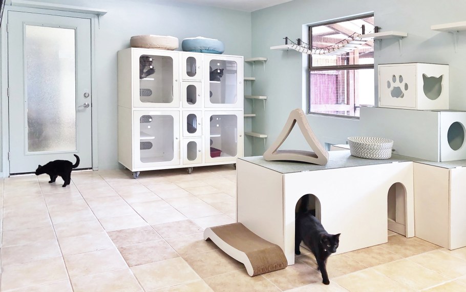 Игровая комната для кошек