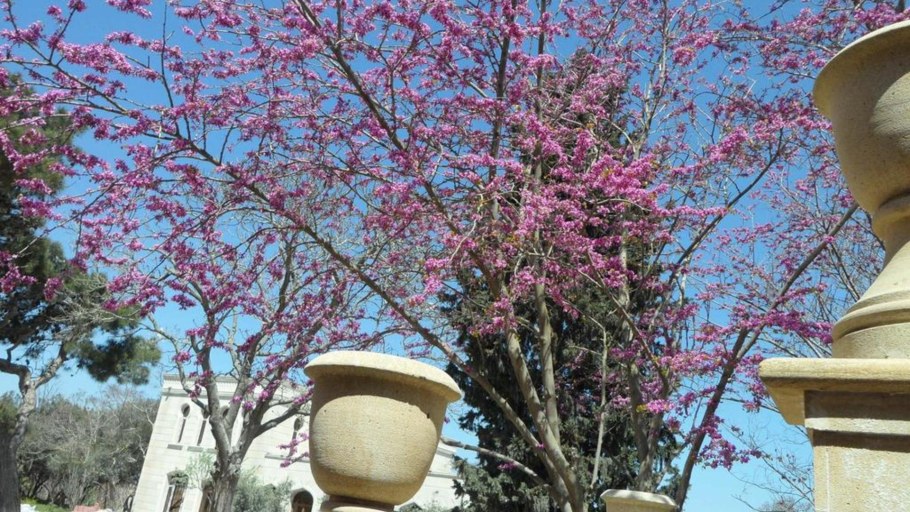 Санаторий Апшерон Мардакяны Баку