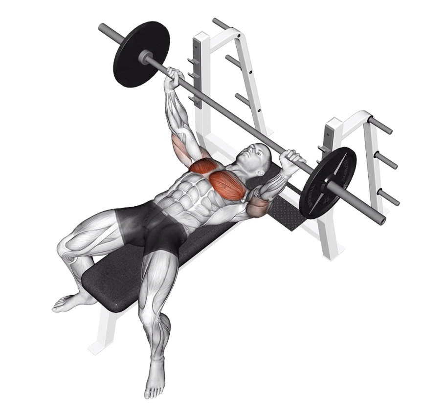 Штанга в зале