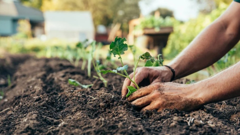 Органическое земледелие