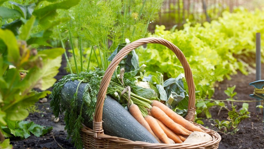 Сад и огород