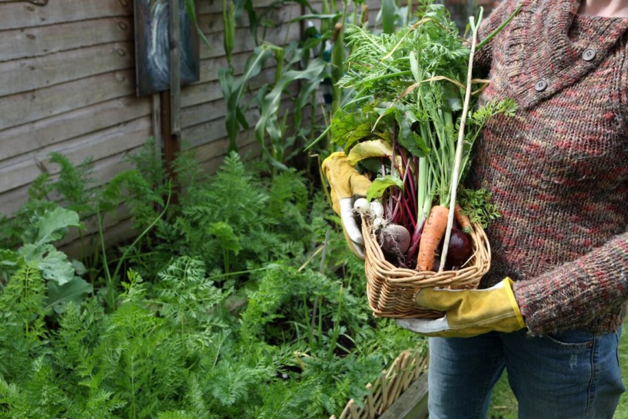 Садовник выращивает овощи