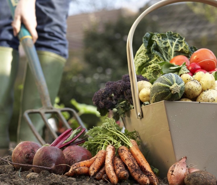 Овощи и фрукты с огорода