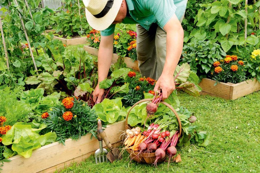 Сад огород мероприятия