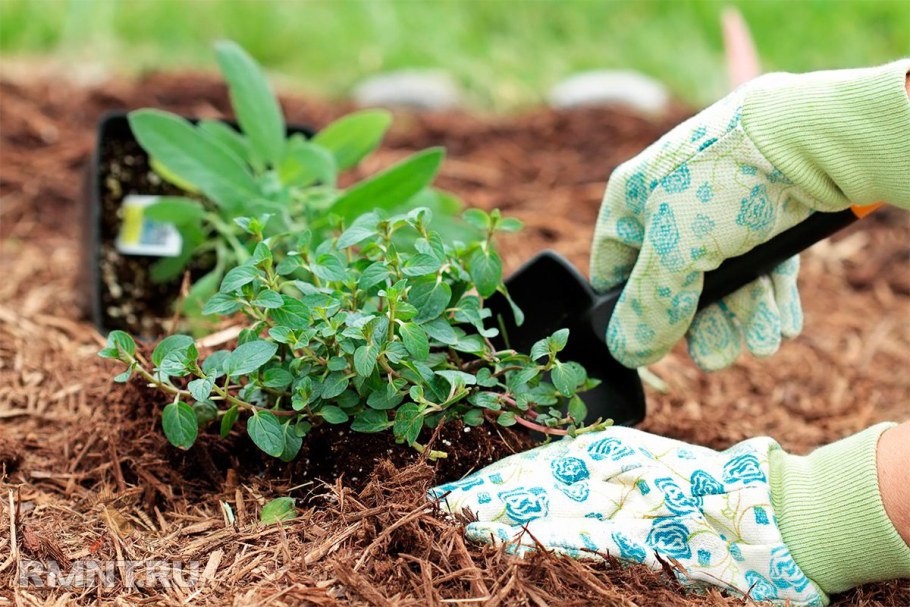 Мульчирование сорняками