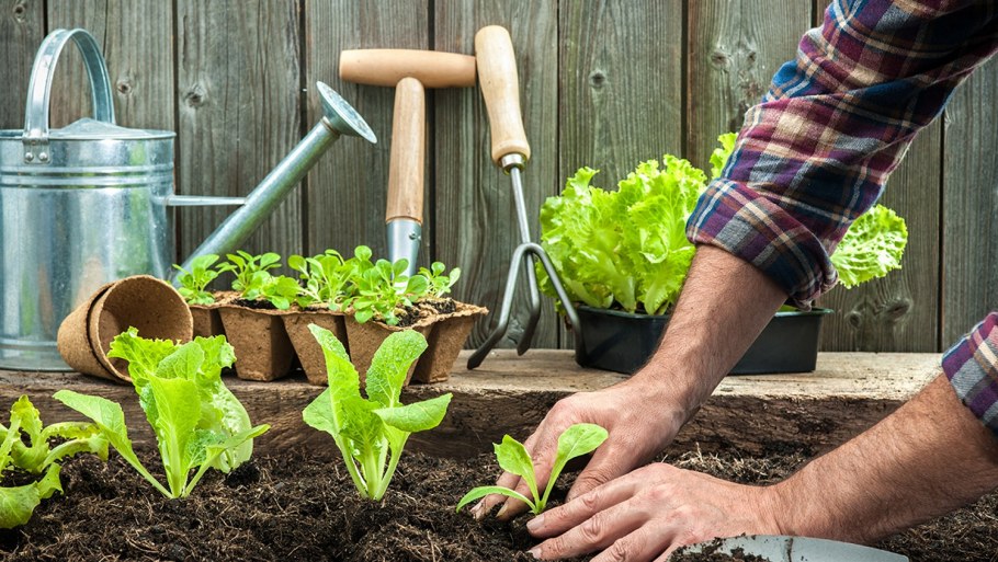 Садоводство и огородничество