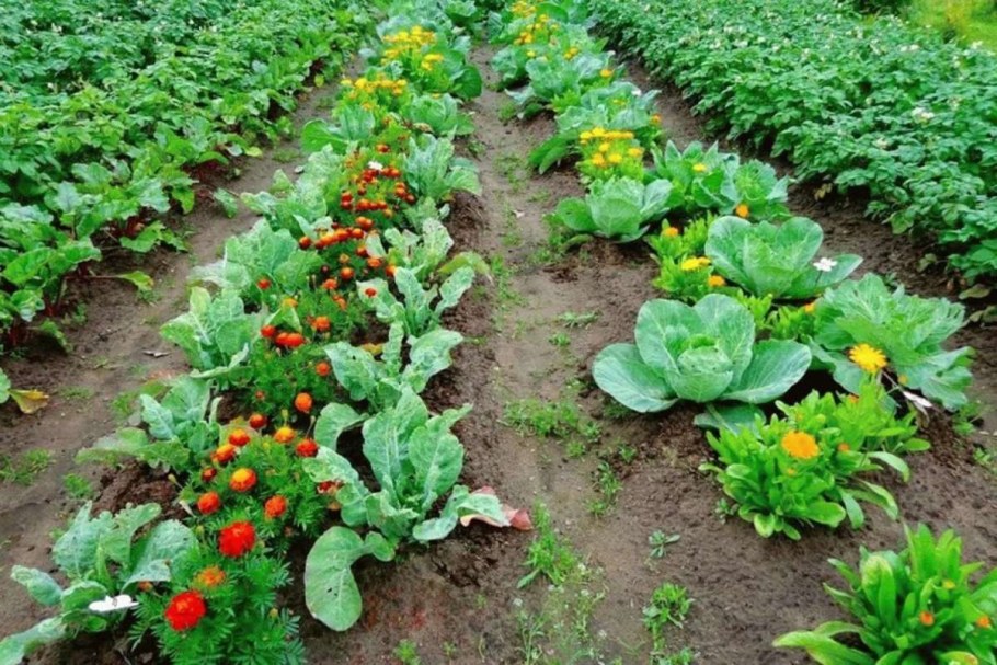 Капуста и бархатцы на грядке