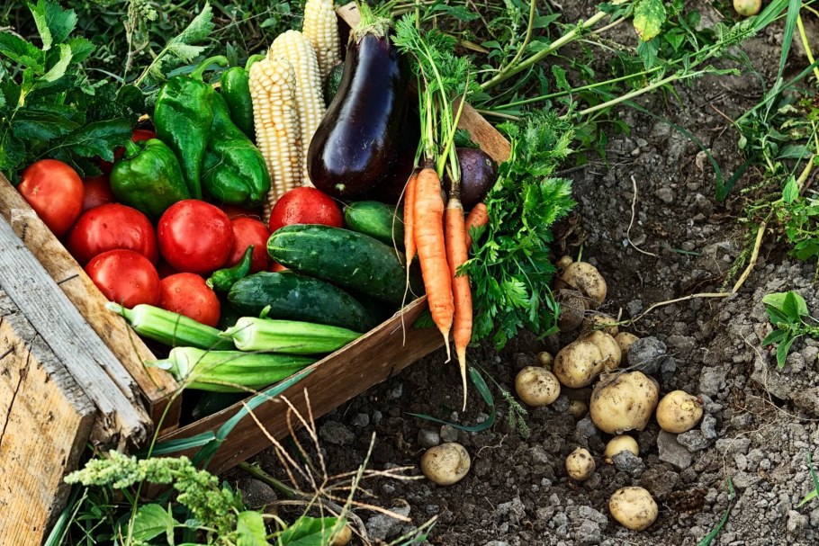 Овощи в земле