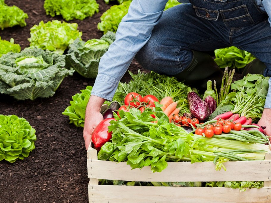 Растениеводство Плодоводство