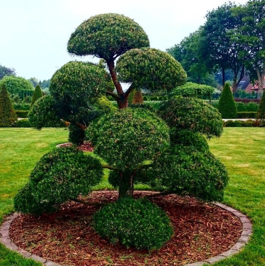 Бирючина ниваки