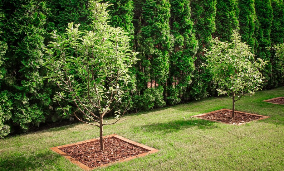 Мульчирование приствольного круга туи