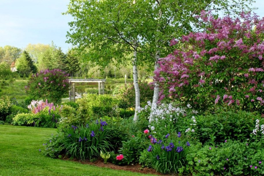 Миксбордер сирень Палибин