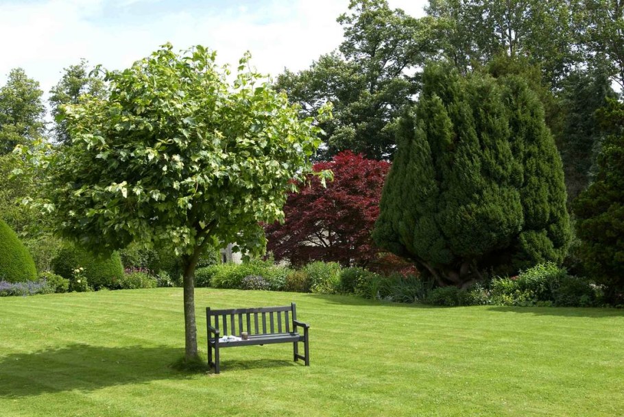 Солитер в саду