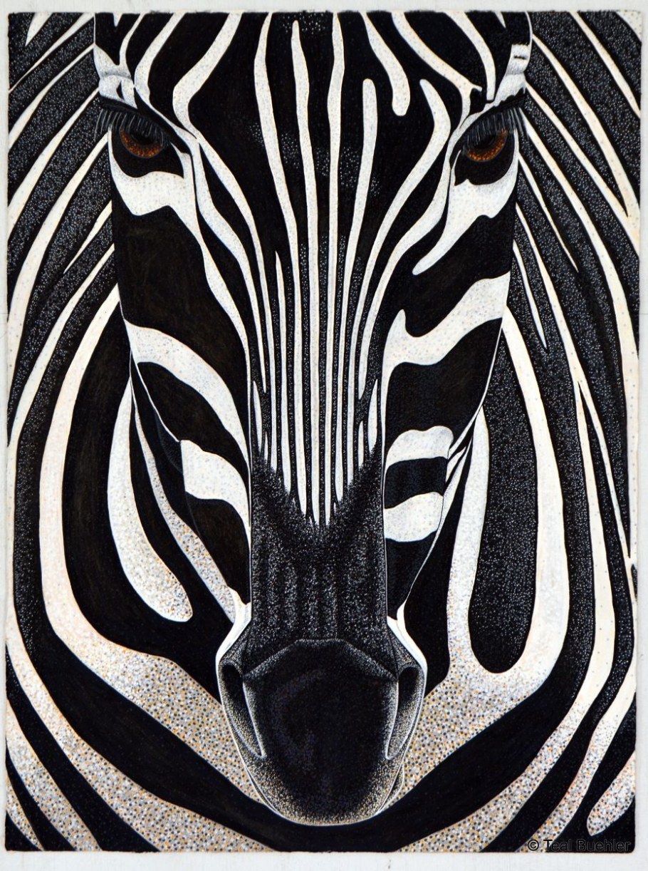 Мордочка зебры