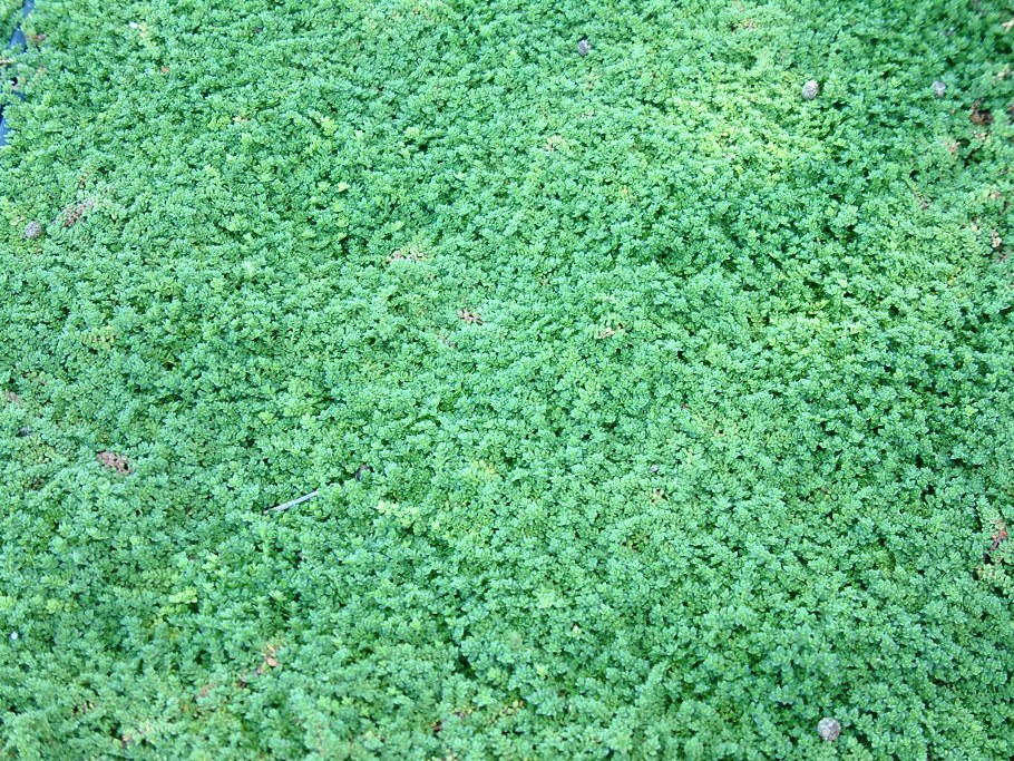 Грыжник гладкий (Herniaria glabra) Green Creeper