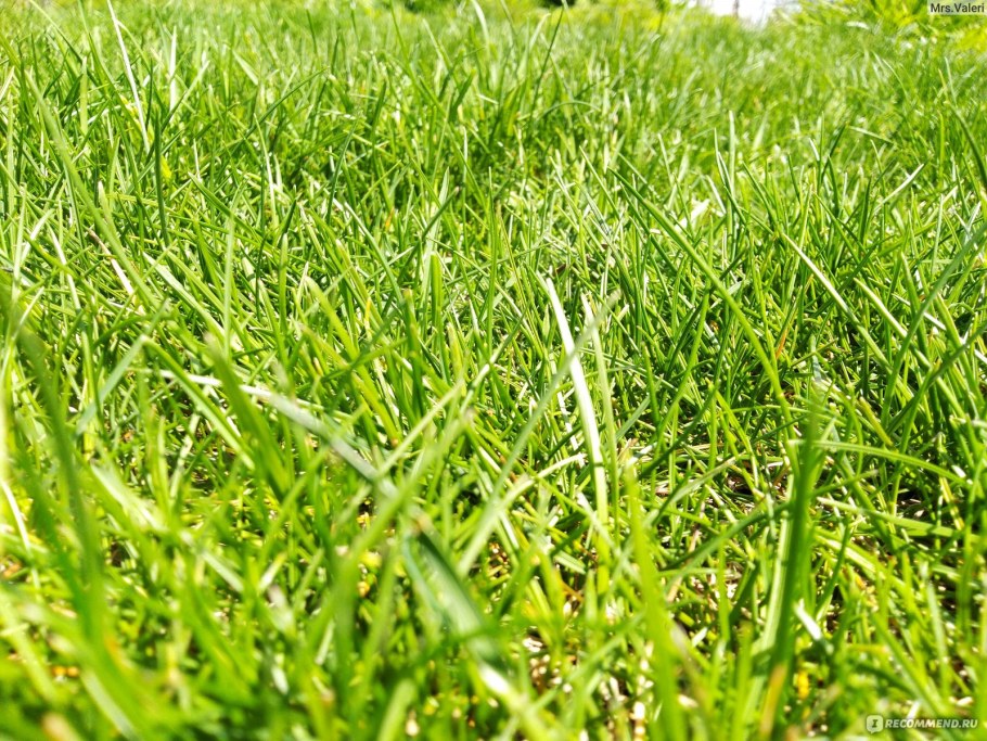 Мятлик Луговой для газона