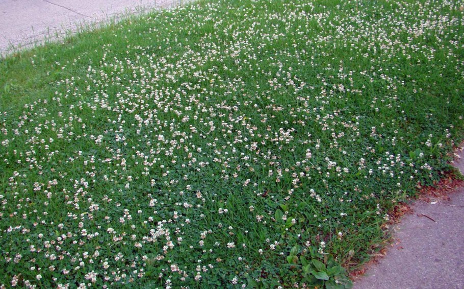 Клевер ползучий Ривендел