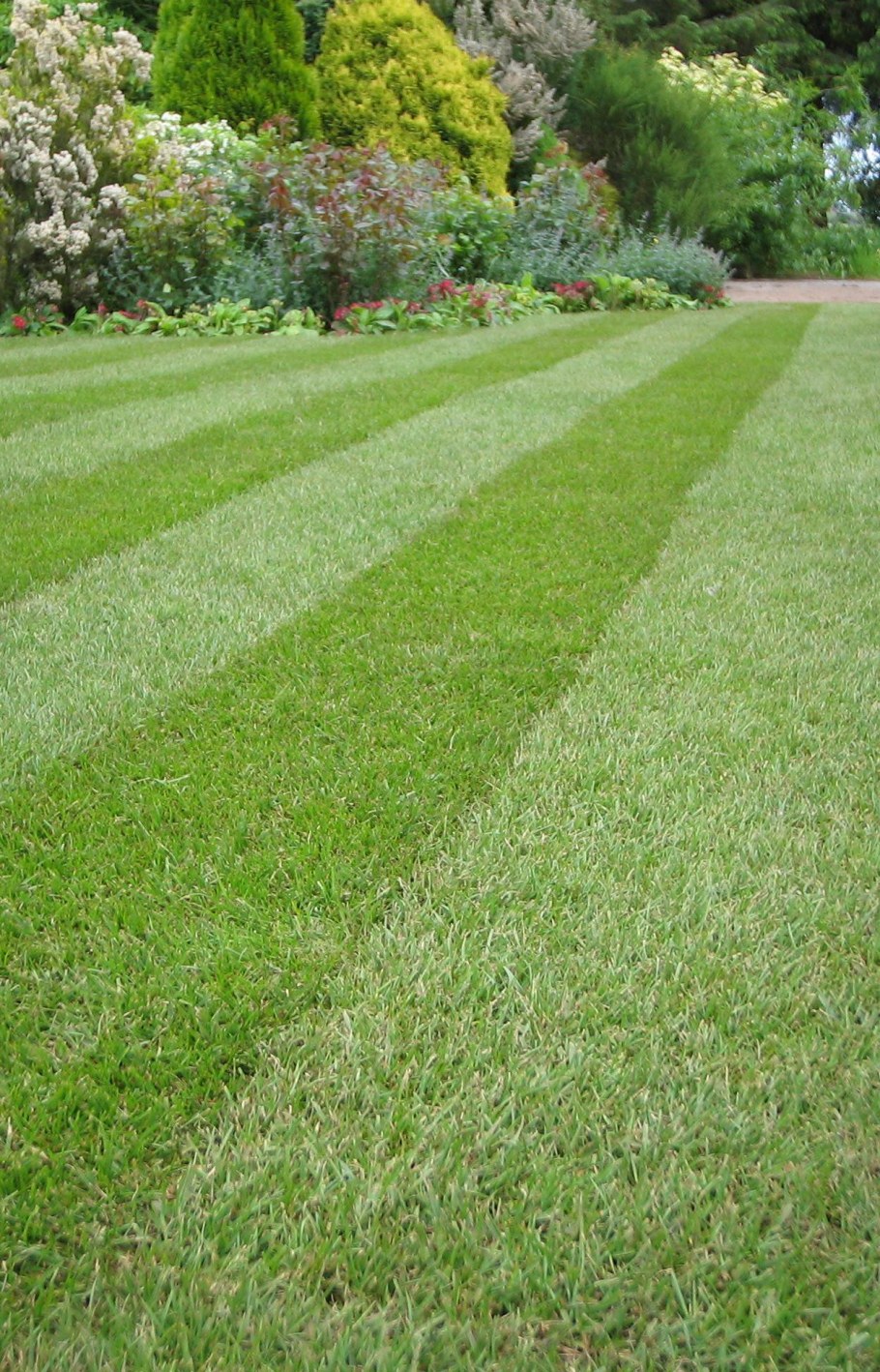 Газон из клевера в ландшафтном дизайне