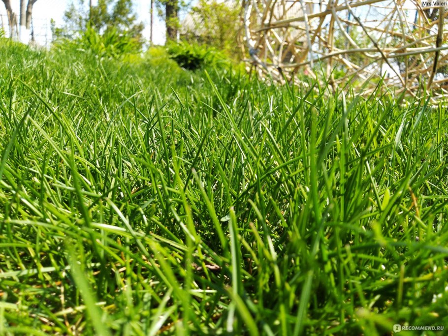 Газон для лентяев