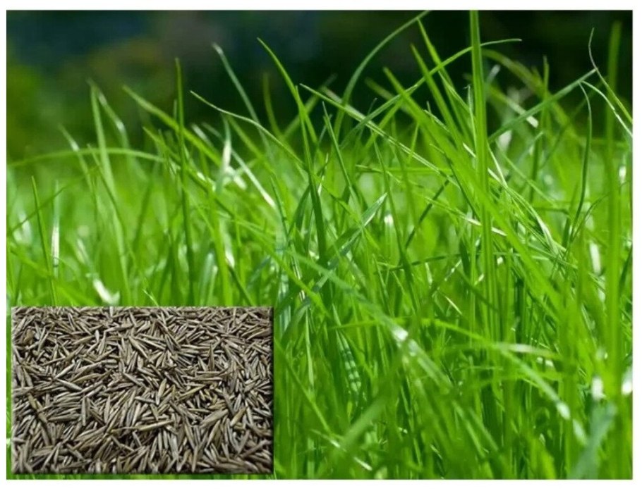 Райграс овсяница Тимофеевка