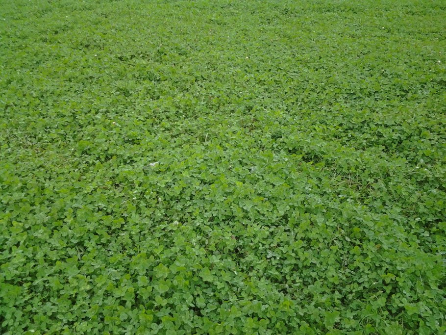 Газон Клевер белый ползучий